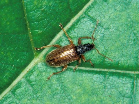 Charançon radicicole européen (Phyllobius oblongus)_1