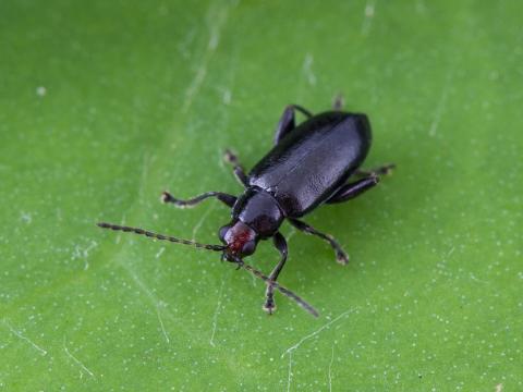 Altise tête rouge (Systena frontalis)_1