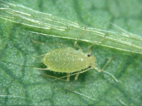 Puceron du fraisier (Chaetosiphon fragaefolii)_1