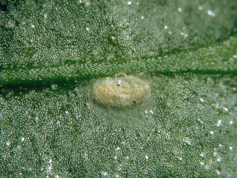 Feltiella acarisuga_2