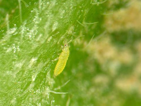 Thrips des petits fruits (Frankliniella occidentalis)_2