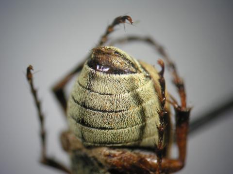 Scarabée du rosier (Macrodactylus subspinosus)_4