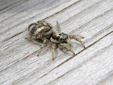 Salticidés (Salticidae)