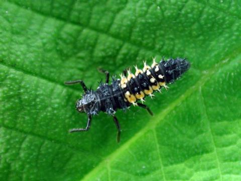Coccinelle asiatique (Harmonia axyridis)_3