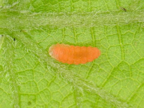 Cécidomyie gallicole de la tomate et de la vigne (Janetiella brevicauda)_1