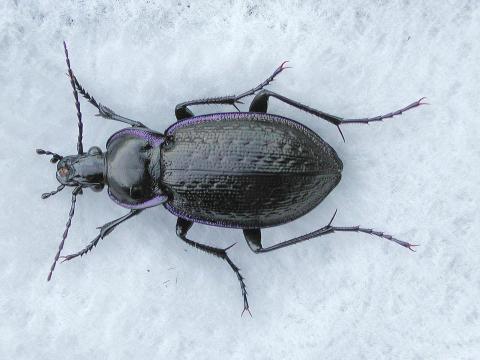 Carabus serratus_1
