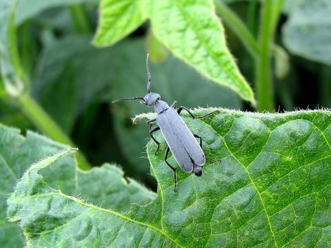 Méloé cendré (Epicauta murina)_1