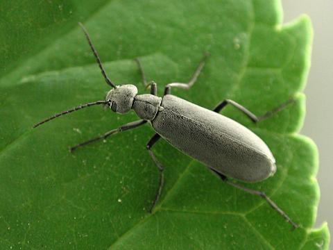 Méloé cendré (Epicauta murina)_2