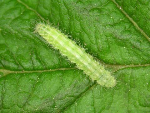 Geina tenuidactyla_2