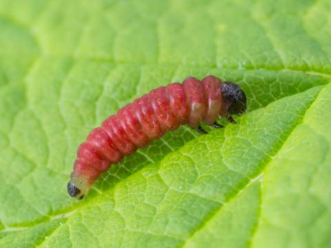 Pique-bouton du framboisier (Lampronia corticella)_1