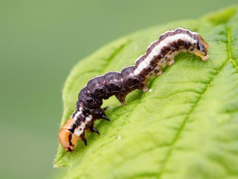 Perce-tige tacheté (Papaipema nebris)_1