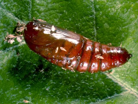 Orthosie verte (Orthosia hibisci)_2