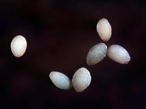 Chrysomèle des racines du mais de l'ouest (Diabrotica virgifera virgifera)_1