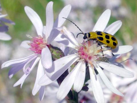 Chrysomèle maculée du concombre (Diabrotica undecimpunctata howardi)_2