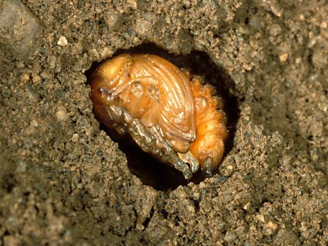 Doryphore de la pomme de terre (Leptinotarsa decemlineata)_3