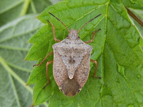 Punaise brune (Euschistus servus euschistoides)_4