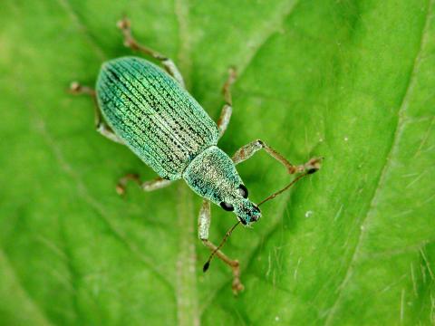 Charançon vert soyeux (Polydrusus sericeus)_1