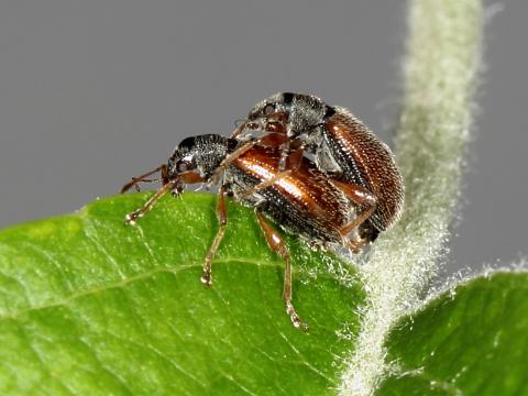 Charançon radicicole européen (Phyllobius oblongus)_2