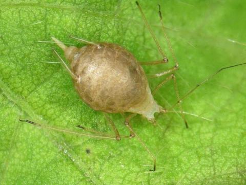 Puceron du pois (Acyrthosiphon pisum)_4