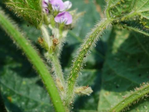 Puceron du soya (Aphis glycines)_6