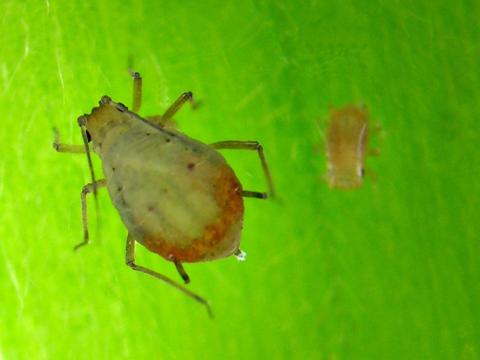 Puceron bicolore des céréales (Rhopalosiphum padi)_1