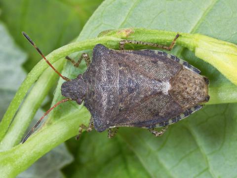 Punaise à trois taches (Euschistus tristigmus luridus)_2