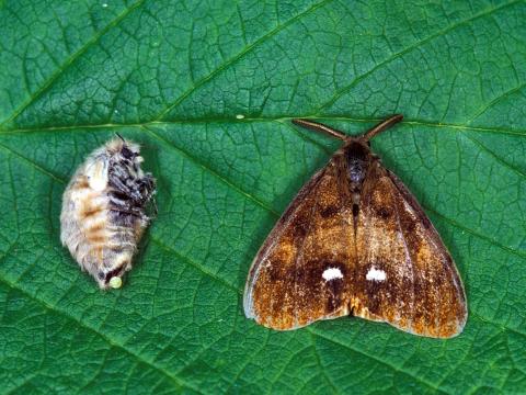 Chenille à houppes rousses (Orgyia antiqua)_4