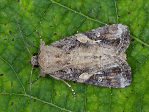 Légionnaire d'automne (Spodoptera frugiperda)_4