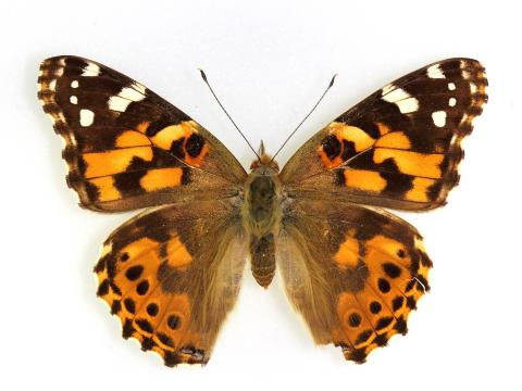 Belle dame (Vanessa cardui)_6