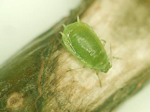 Puceron du nerprun (Aphis nasturtii)_1