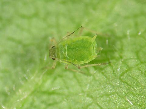 Puceron du nerprun (Aphis nasturtii)_3