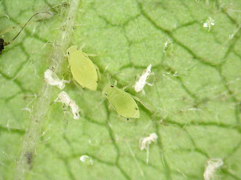 Puceron du nerprun (Aphis nasturtii)_4