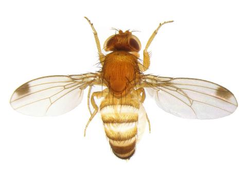 Drosophile à ailes tachetées (Drosophila suzukii)_6