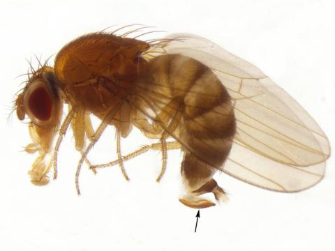 Drosophile à ailes tachetées (Drosophila suzukii)_7