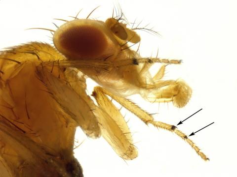 Drosophile à ailes tachetées (Drosophila suzukii)_8