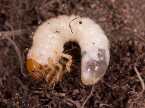 Hanneton européen (Amphimallon majale)_3