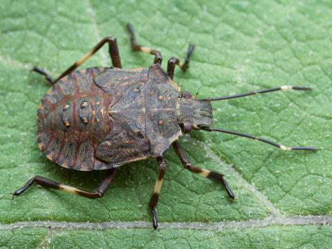 Punaise marbrée (Halyomorpha halys)_1