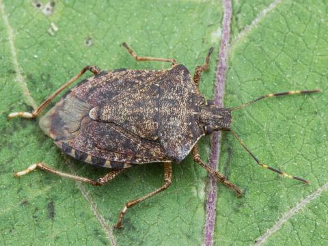 Punaise marbrée (Halyomorpha halys)_2