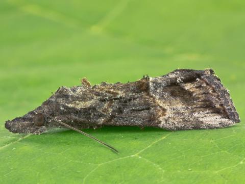 Noctuelle des légumineuses (Hypena scabra)_1