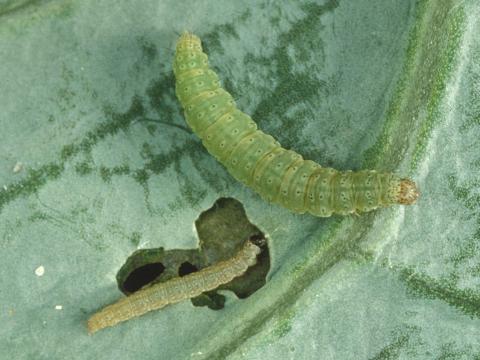 Fausse-teigne des crucifères (Plutella xylostella)_2