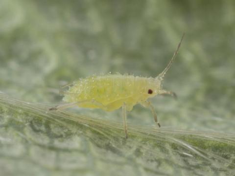 Puceron du fraisier (Chaetosiphon fragaefolii)_3