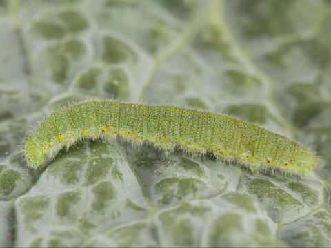 Piéride du chou (Pieris rapae)_6