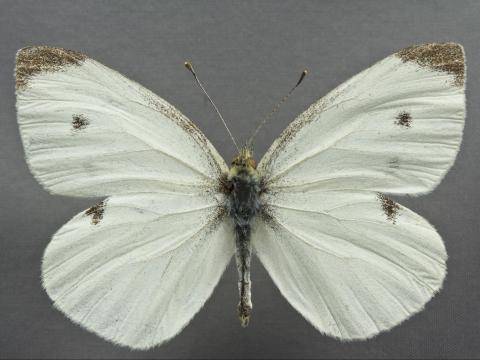 Piéride du chou (Pieris rapae)_9