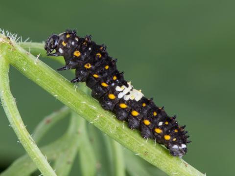 Papillon du céleri (Papilio polyxenes)_1