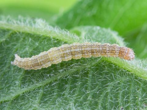 Enrouleuse du chèvrefeuille (Ypsolopha dentella)_1