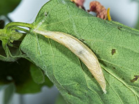 Enrouleuse du chèvrefeuille (Ypsolopha dentella)_4