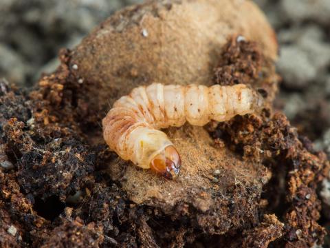 Sésie du cornouiller (Synanthedon scitula)_1