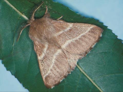 Livrée d'Amérique (Malacosoma americanum)_5