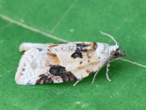 Tordeuse à bandes grises (Argyrotaenia mariana)_3