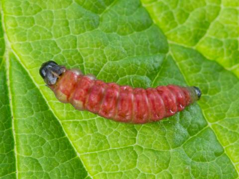 Pique-bouton du framboisier (Lampronia corticella)_2